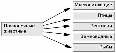 Систематика позвоночных животных схема